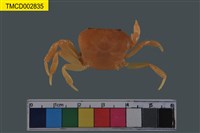 藏品(澤蟹屬)的圖片